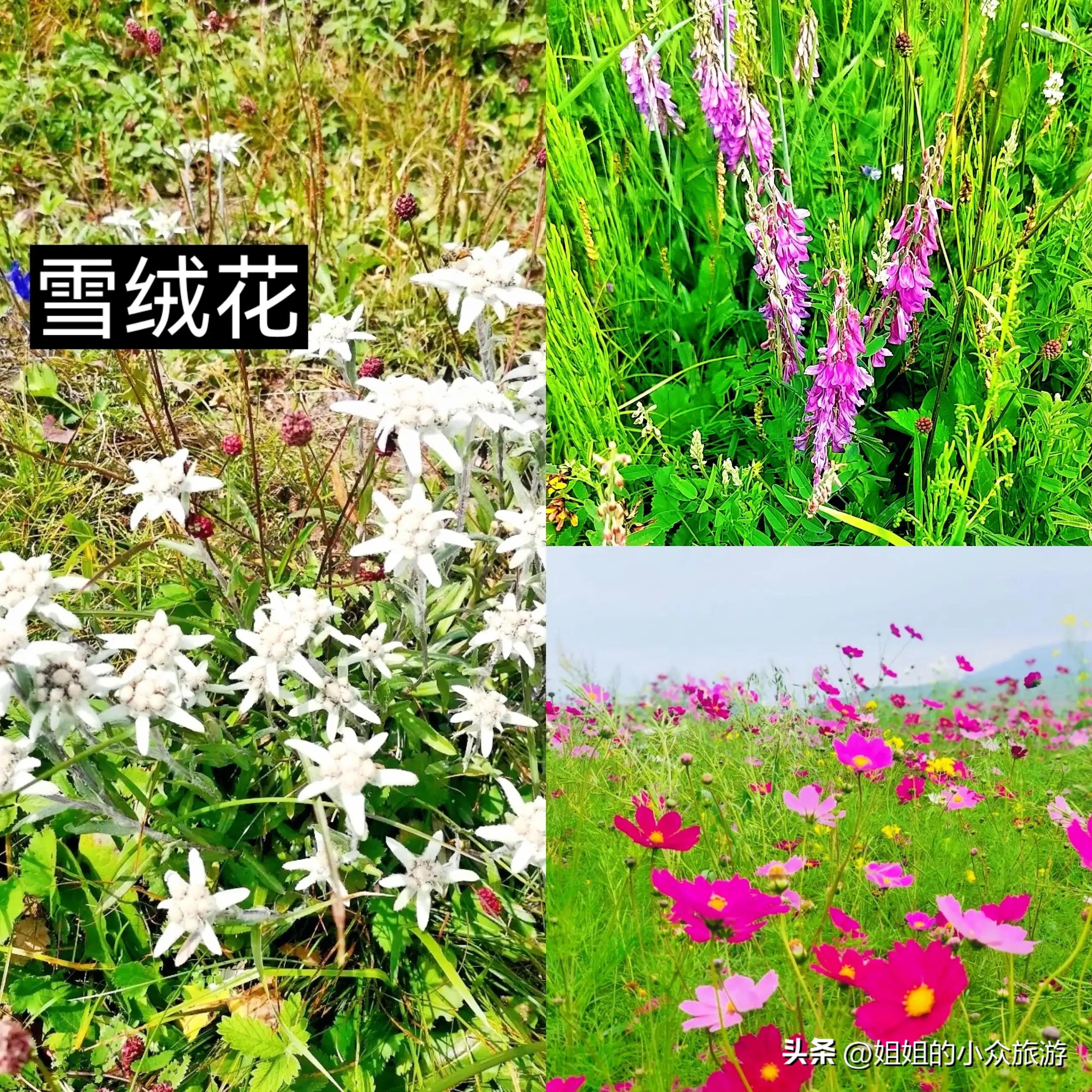 藏在深山无人知的图片,藏在深山无人知视频