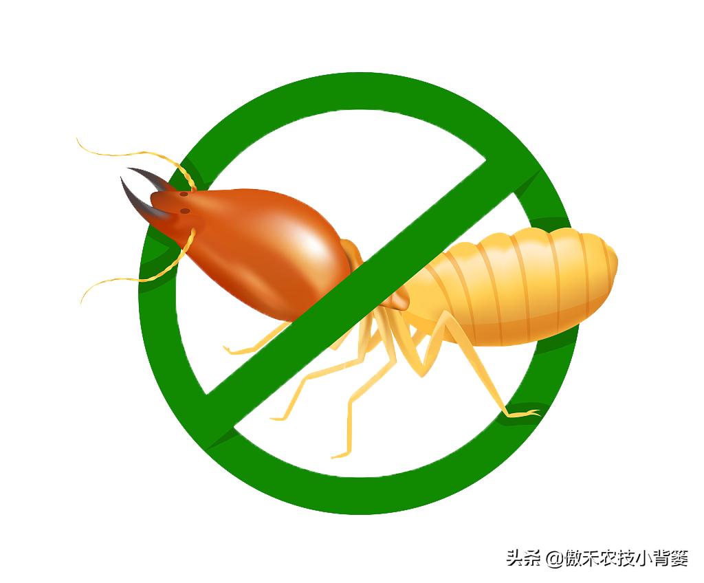 白蚁如何处理和防治,白蚁最佳防治方法