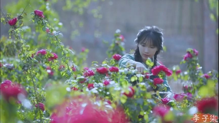 七夕玫瑰花提前买还是见面买好,七夕买红玫瑰还是彩色玫瑰