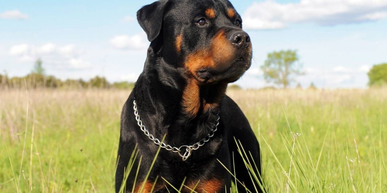 智商排名前十的狗是谁,狗智商排名前十