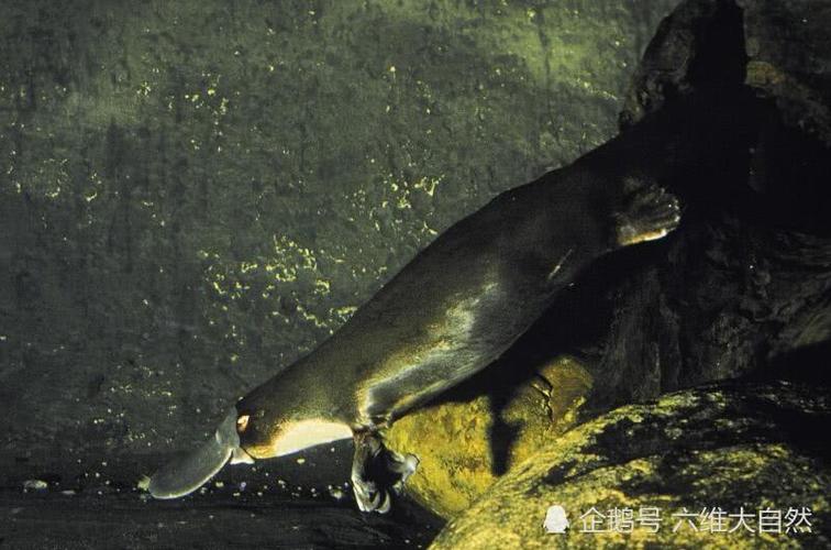 科普冷知识，知道多了，嘿！腰也不疼了，腿也不抽了整个人都爽了