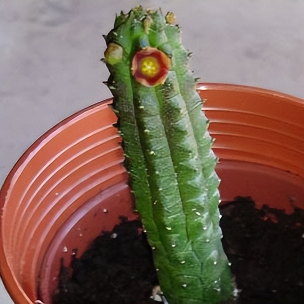 102个大类近500个多肉植物图片，都极其美丽，建议在家中也养一盆