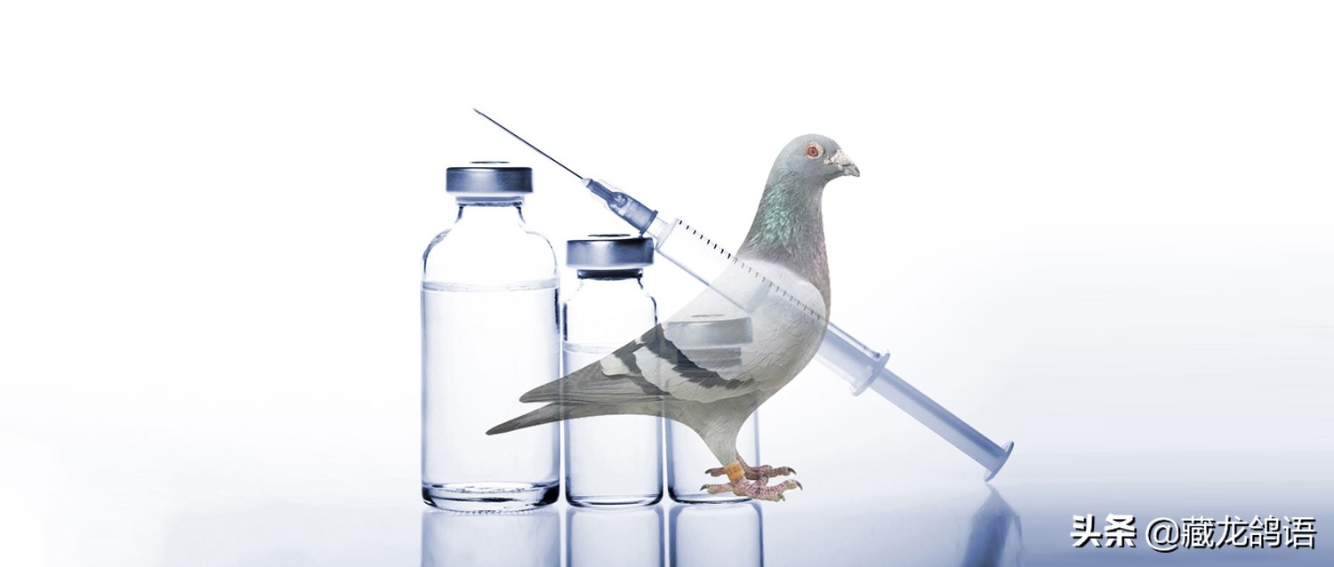 鸽子感染新冠病毒怎么治,赛鸽呼吸道感染预防治疗