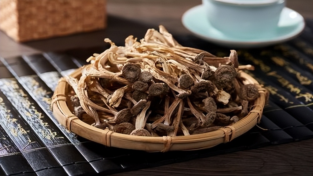 福建古田正宗鹿茸菇,古田本地野生鹿茸菇