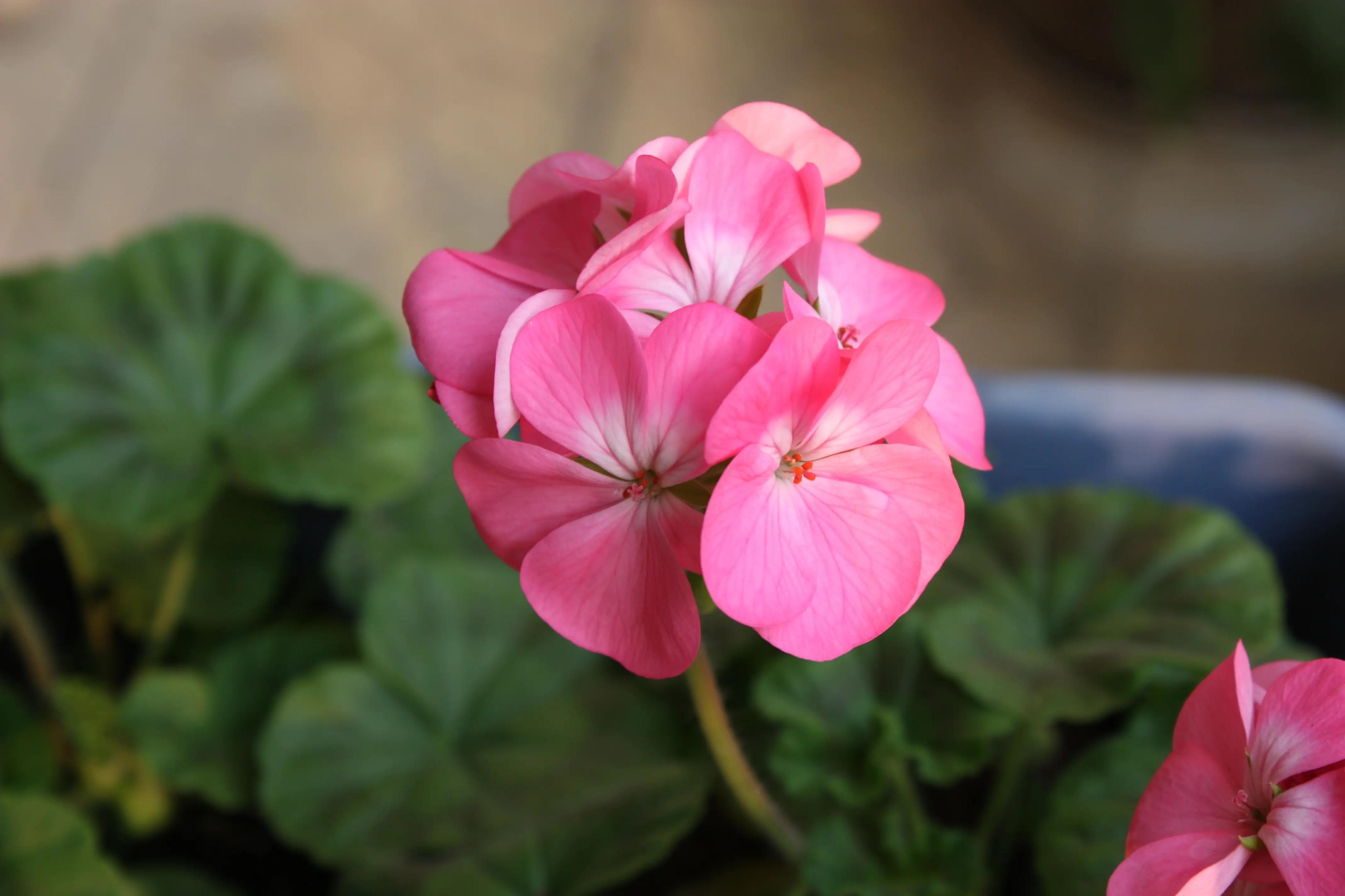 天竺葵在广州如何度夏,天竺葵怎么过夏