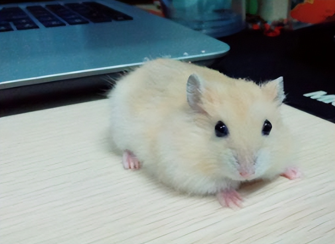 仓鼠的一生全集,仓鼠的一生好看吗