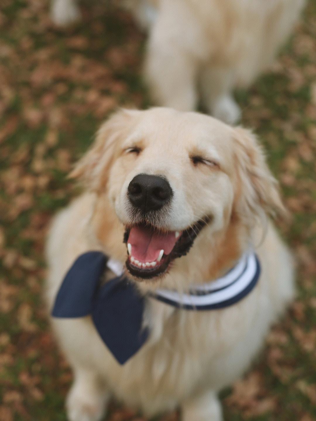 金毛好养还是拉布拉多好养,金毛好养还是柯基好养