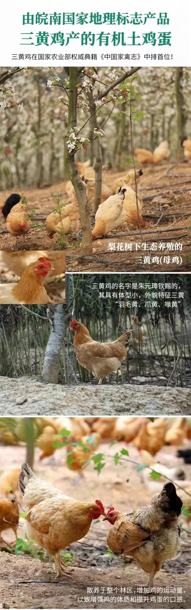 有机鸡蛋土鸡蛋,有机鸡蛋和土鸡蛋的区别