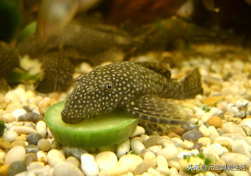 清道夫来源于哪个国家,清道夫鱼在印度是怎么栽跟头