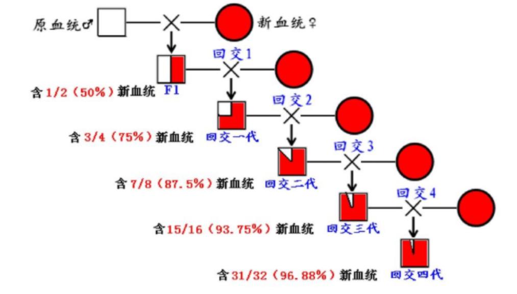 人类禁止*亲近**繁殖，为何要让狗“回交”？甚至品种越纯越好？