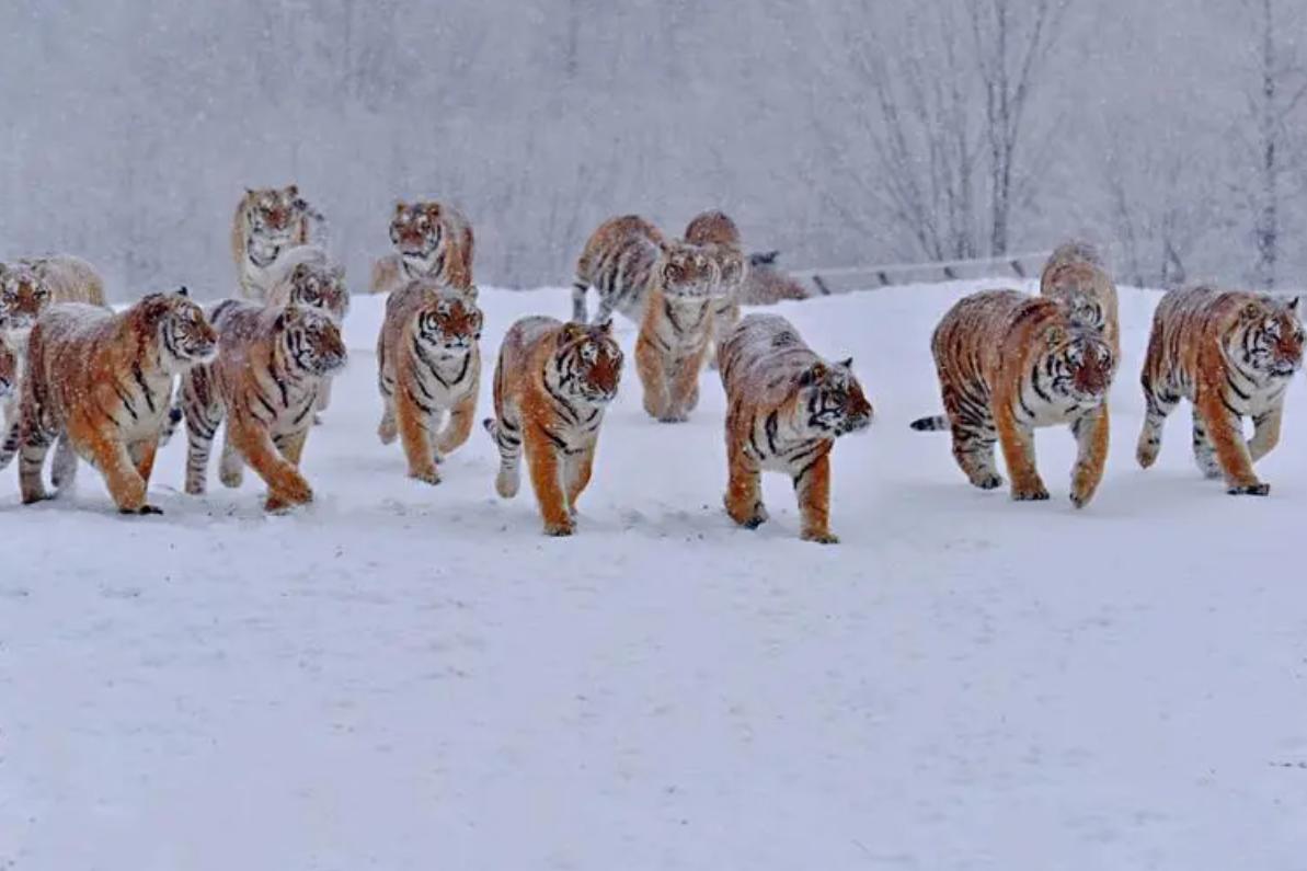 从“打蛇打七寸”说开去：普京是在打蛇尾巴