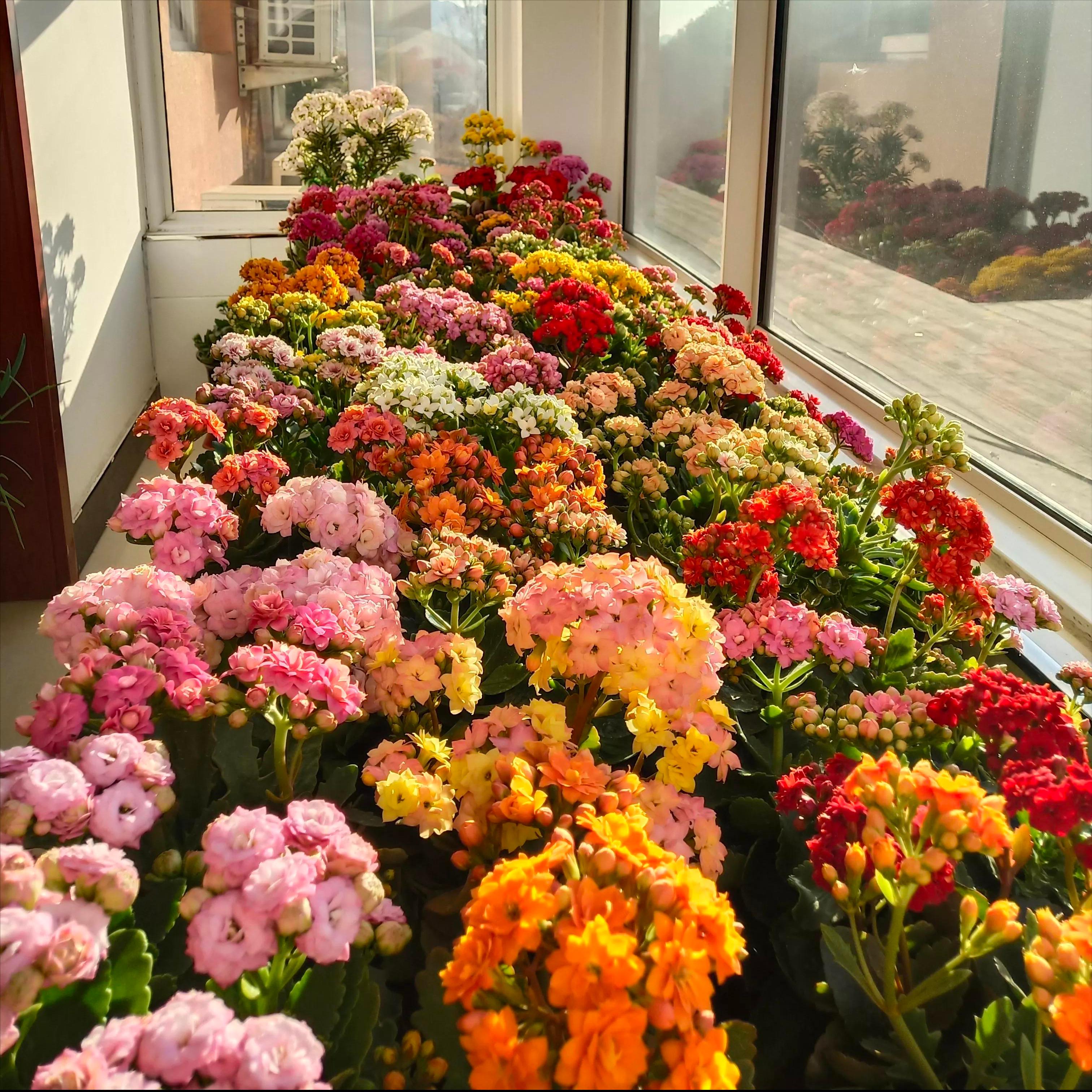 家里养花有句老话说花旺人不旺,在家养花对风水好的花