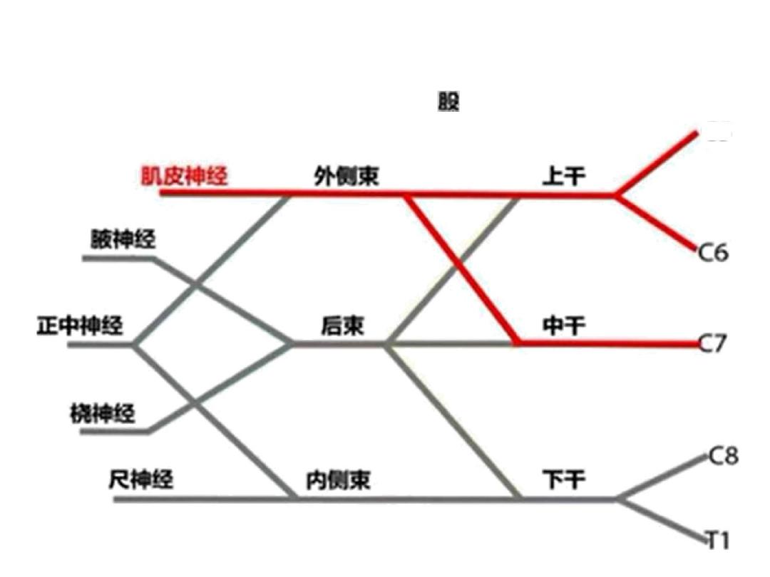 超声引导下臂丛神经阻滞,PPT课件