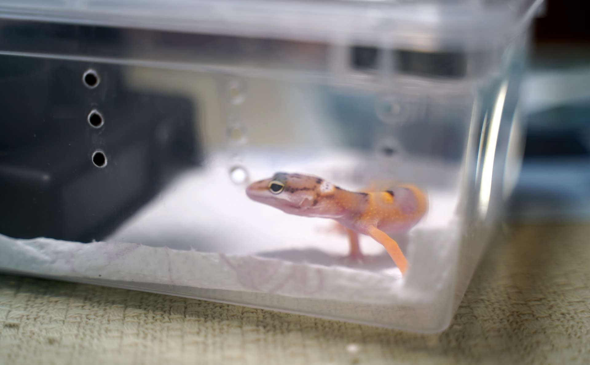 猫狗不停，除了猫狗，这些小可爱，你家的娃都养过了吗？