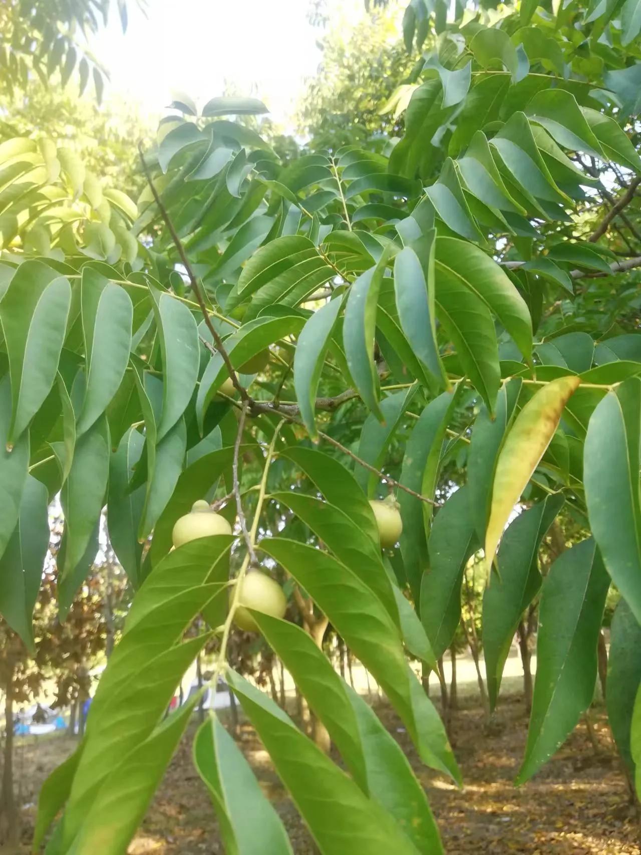 周末探访合肥市蜀山区枫林路