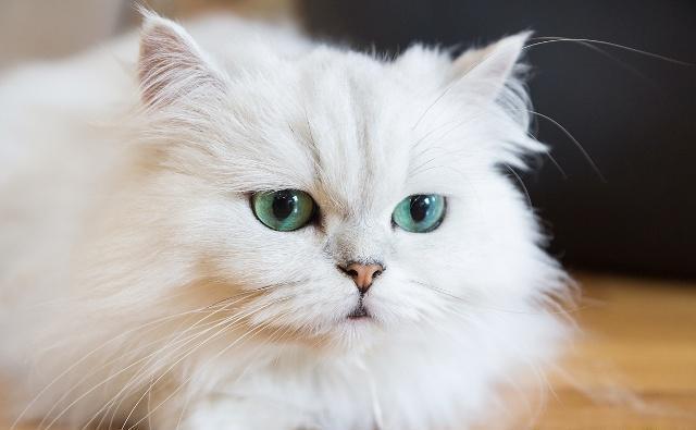 英短蓝猫放屁很臭,波斯猫便便臭怎么解决的