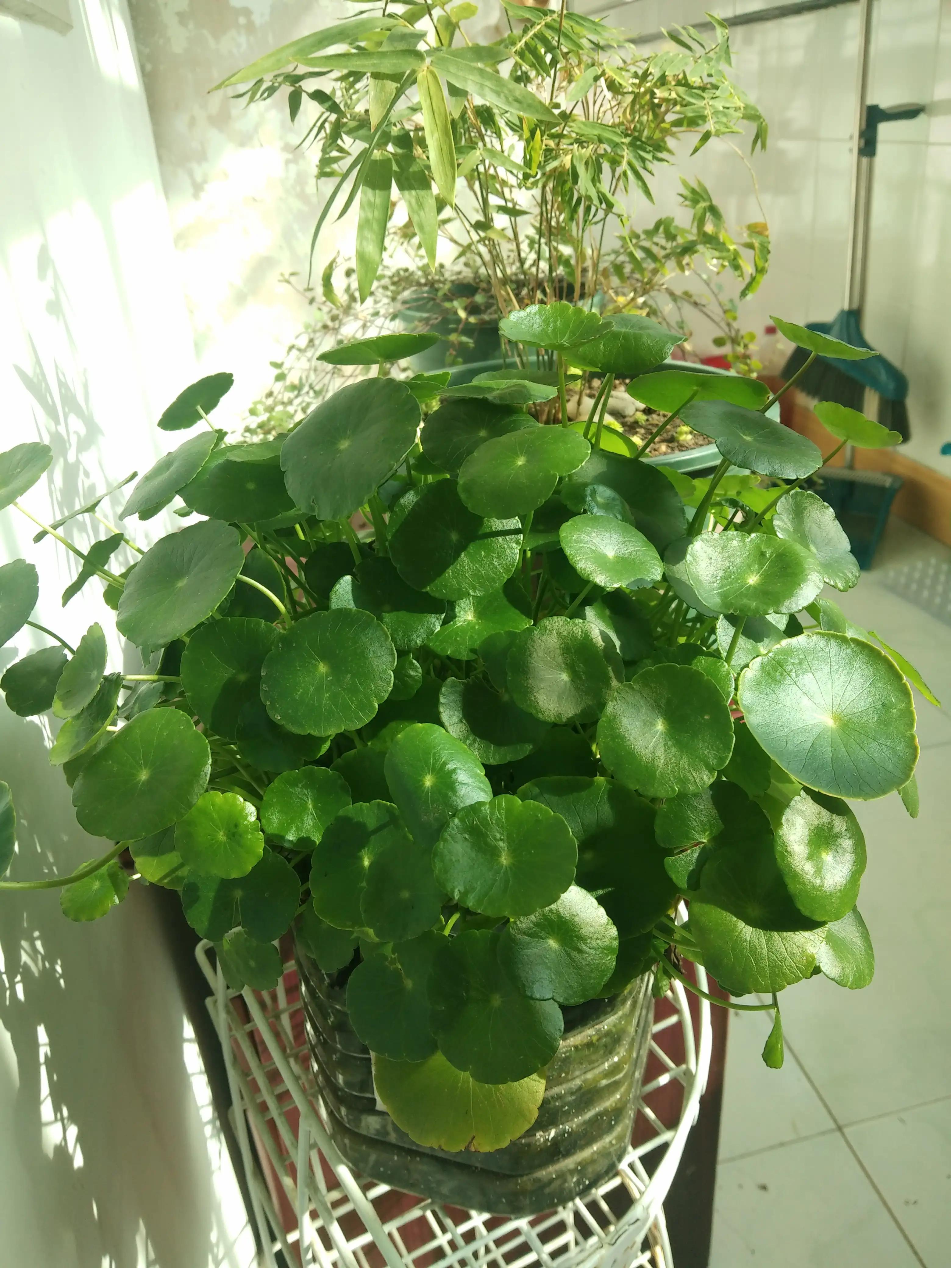 最好养的10种花排行第一名竟然是,好看又皮实勤花的花