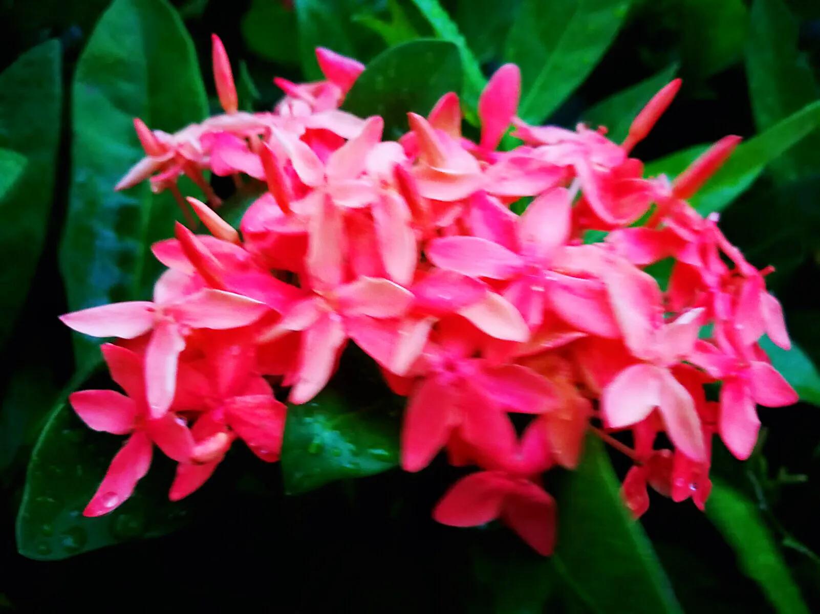 美丽的龙江河,美丽的草原我的家