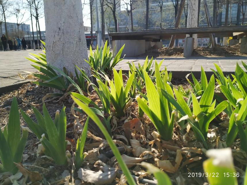 美丽校园行-2|历史生眼中的天津师范大学主校区