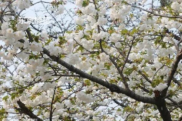 十首最美春日诗词邂逅最美春愁,关于春日的唯美的诗句