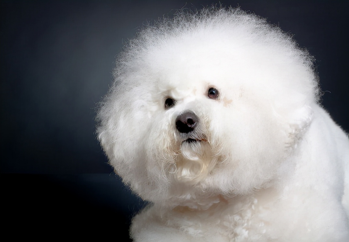 比熊犬意外怀孕，要几个月才能生呢？饲主应该做什么准备？