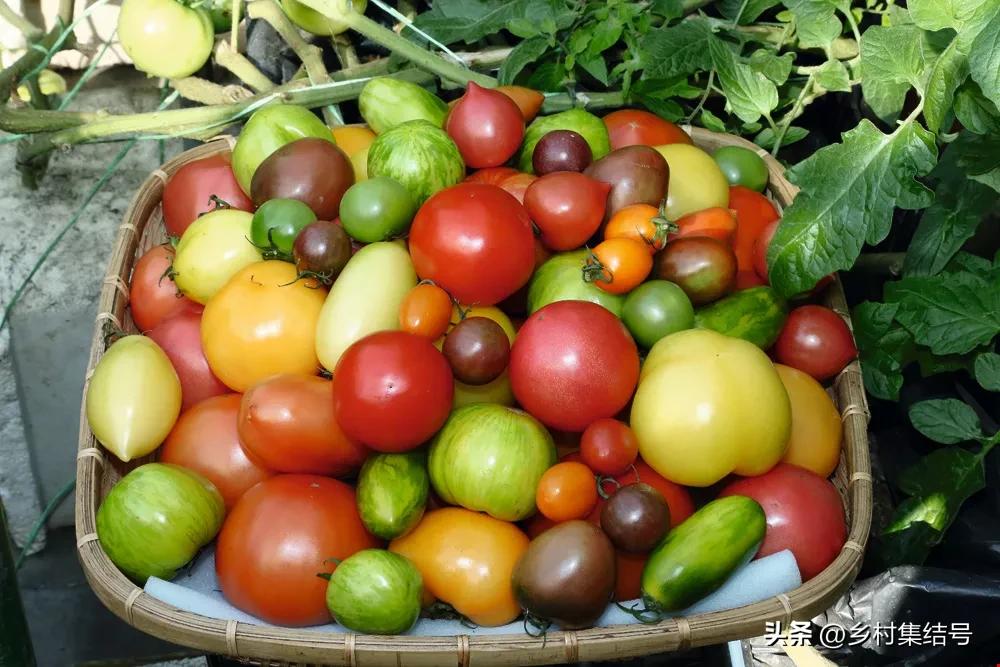 台湾番茄农场,低成本打造高颜值农场