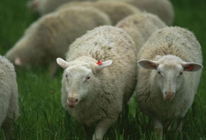 浅析高低比例棉籽壳饲粮对多浪羊消化代谢及微生物区系的影响