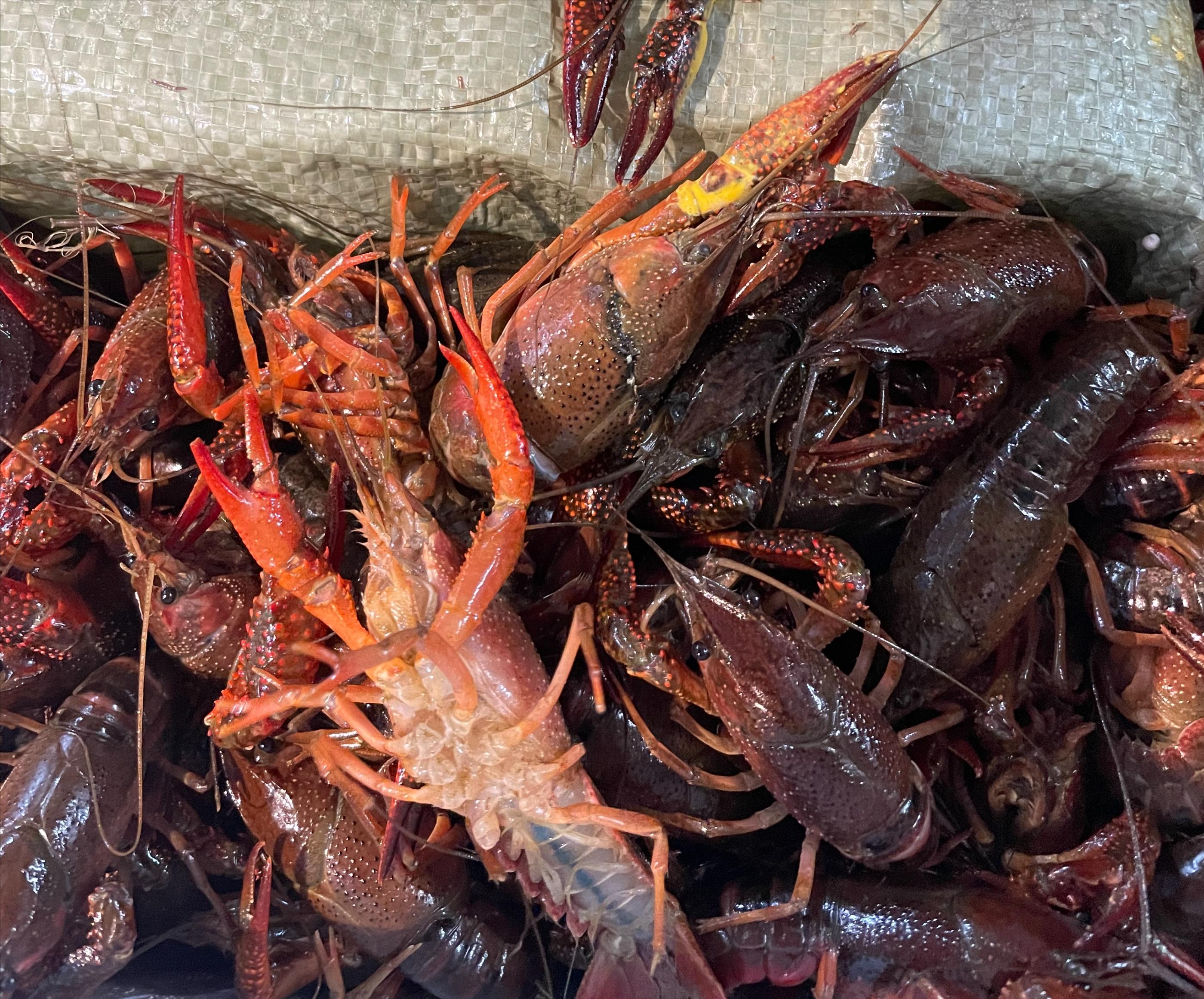 如何选择鲜活小龙虾,如何选择肥美的小龙虾品种