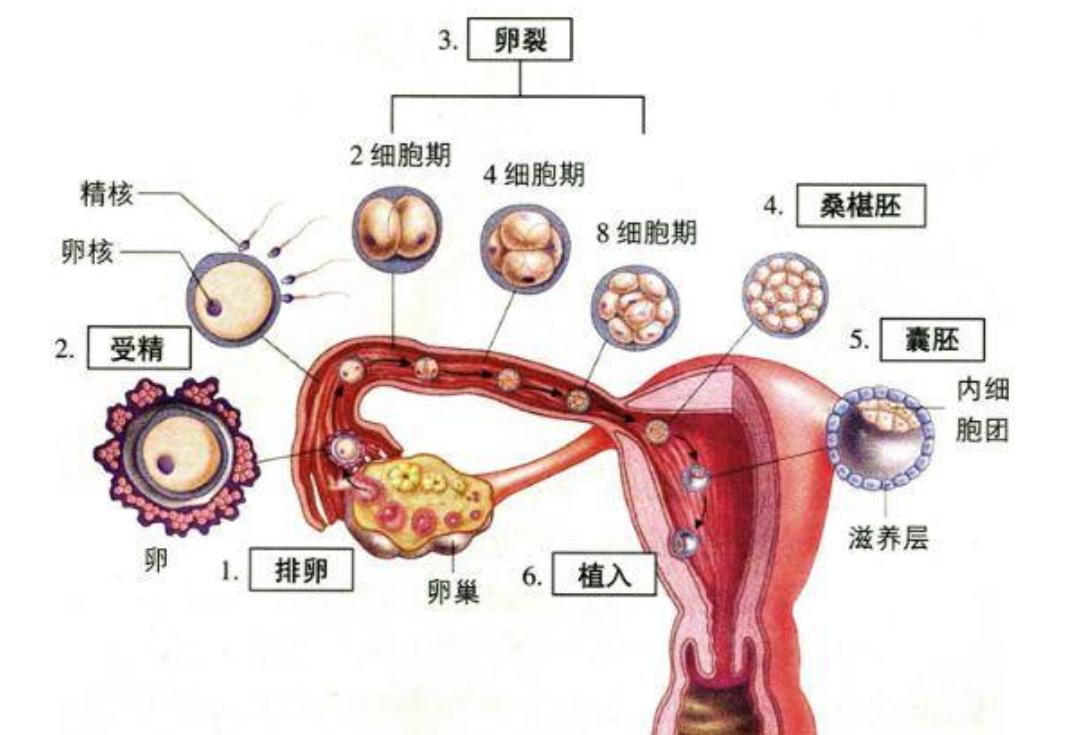 大姨妈拉肚子用什么药,大姨妈拉肚子中医