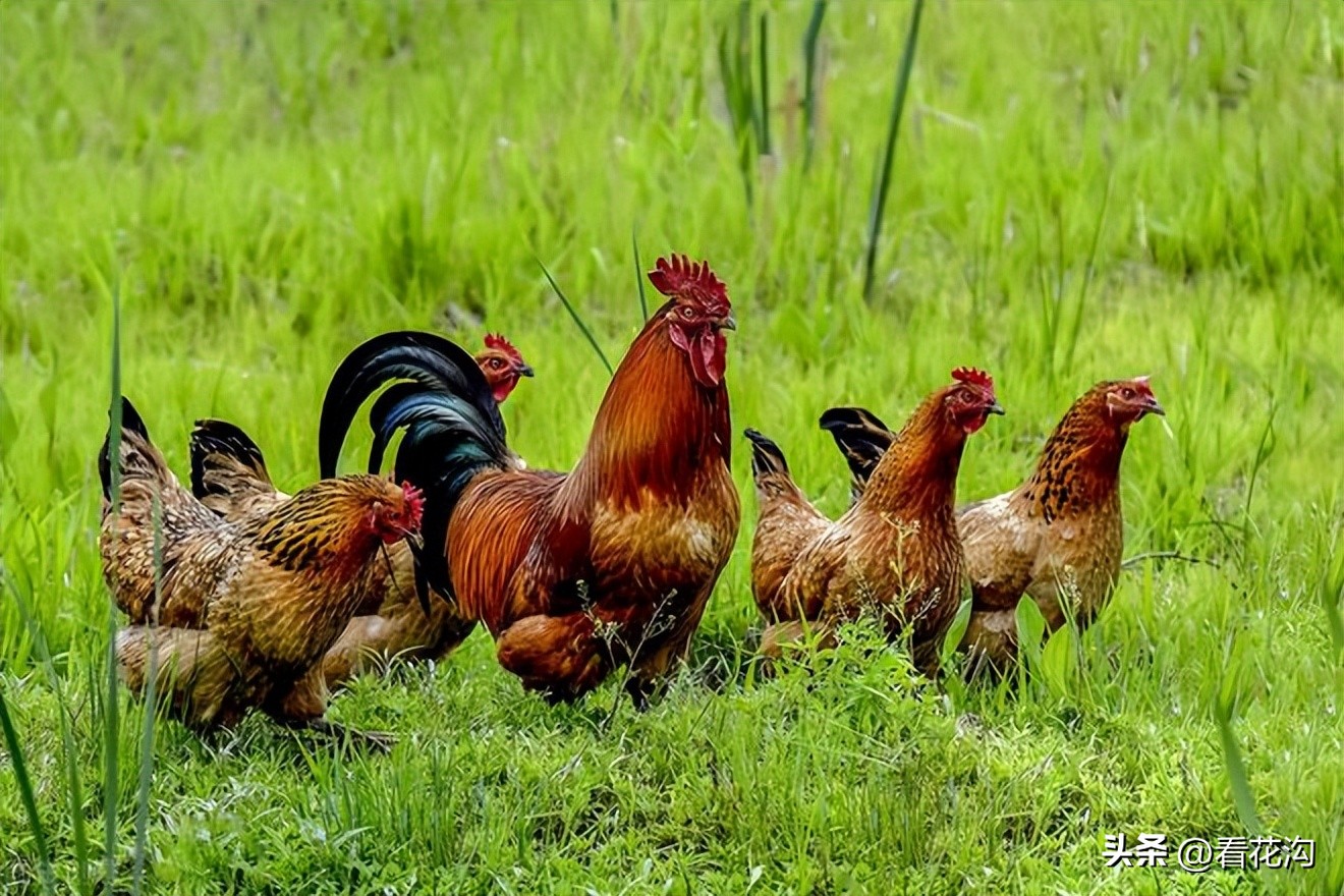 河南省漯河市舞阳县介绍视频,舞阳2007年照片