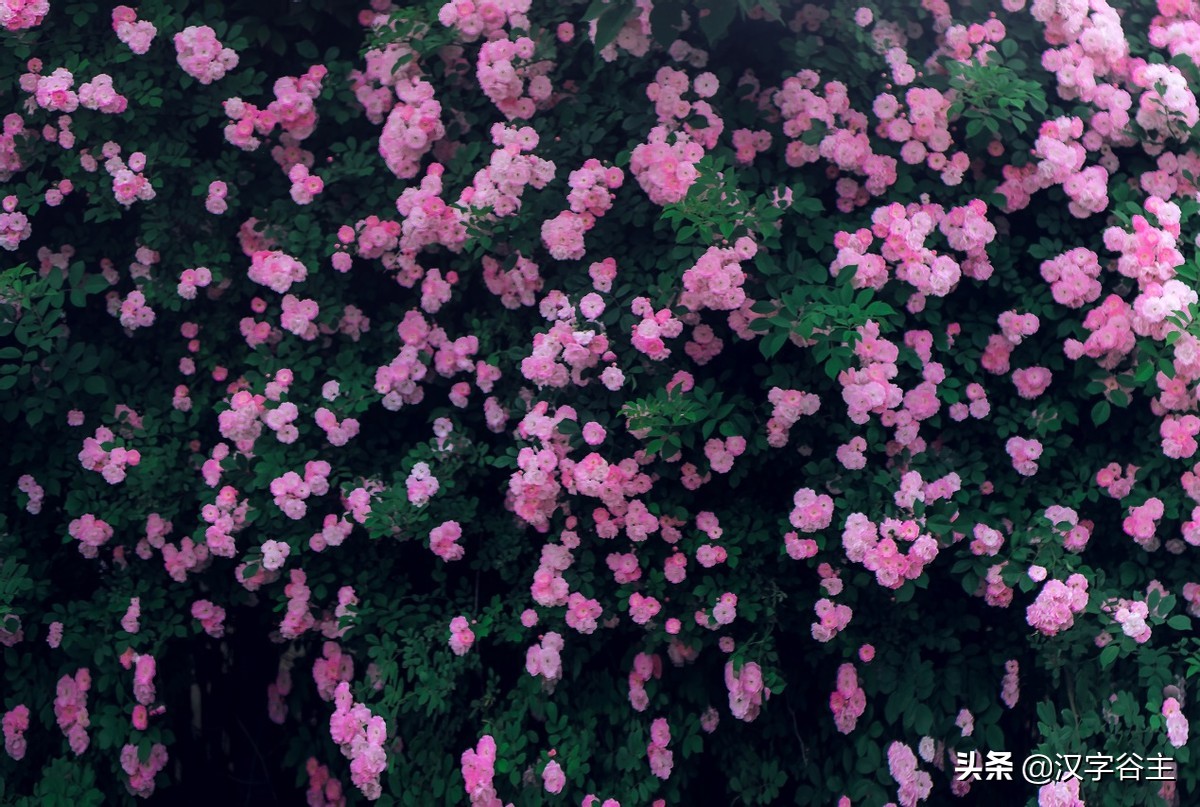 国家植物园游览掠影,走进国家植物园南北月季花海