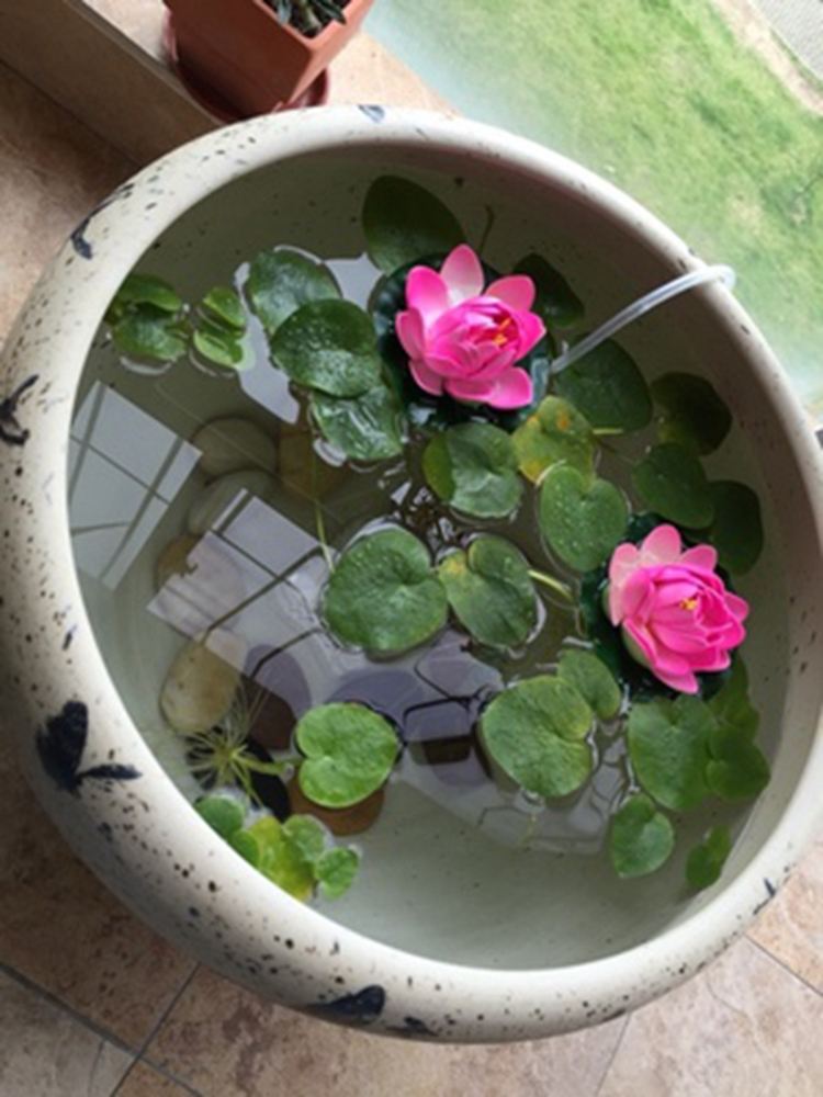 4种花适合新手养漂亮好养,20种坑人的花