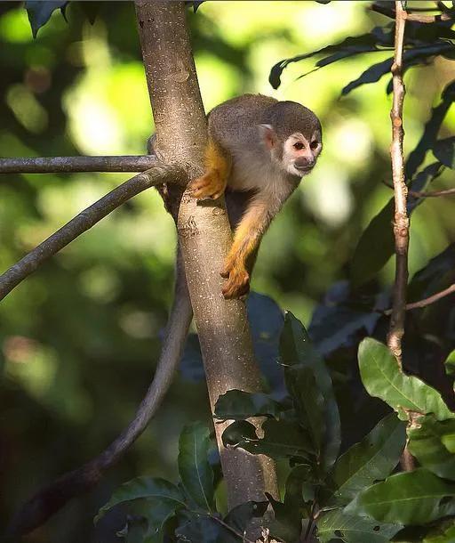 委内瑞拉纸币视频,委内瑞拉纸币简介