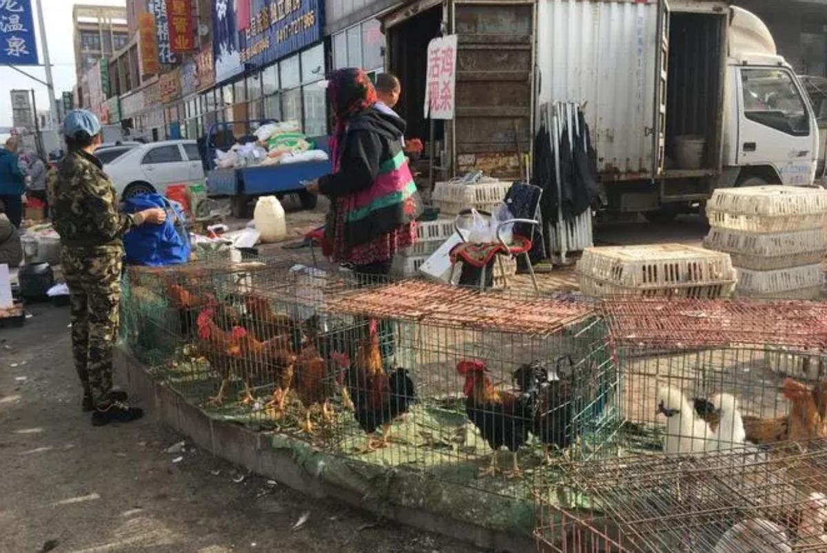 出售活鸡的检疫证明怎么办理,活鸡活鸭现杀现卖怎么办证