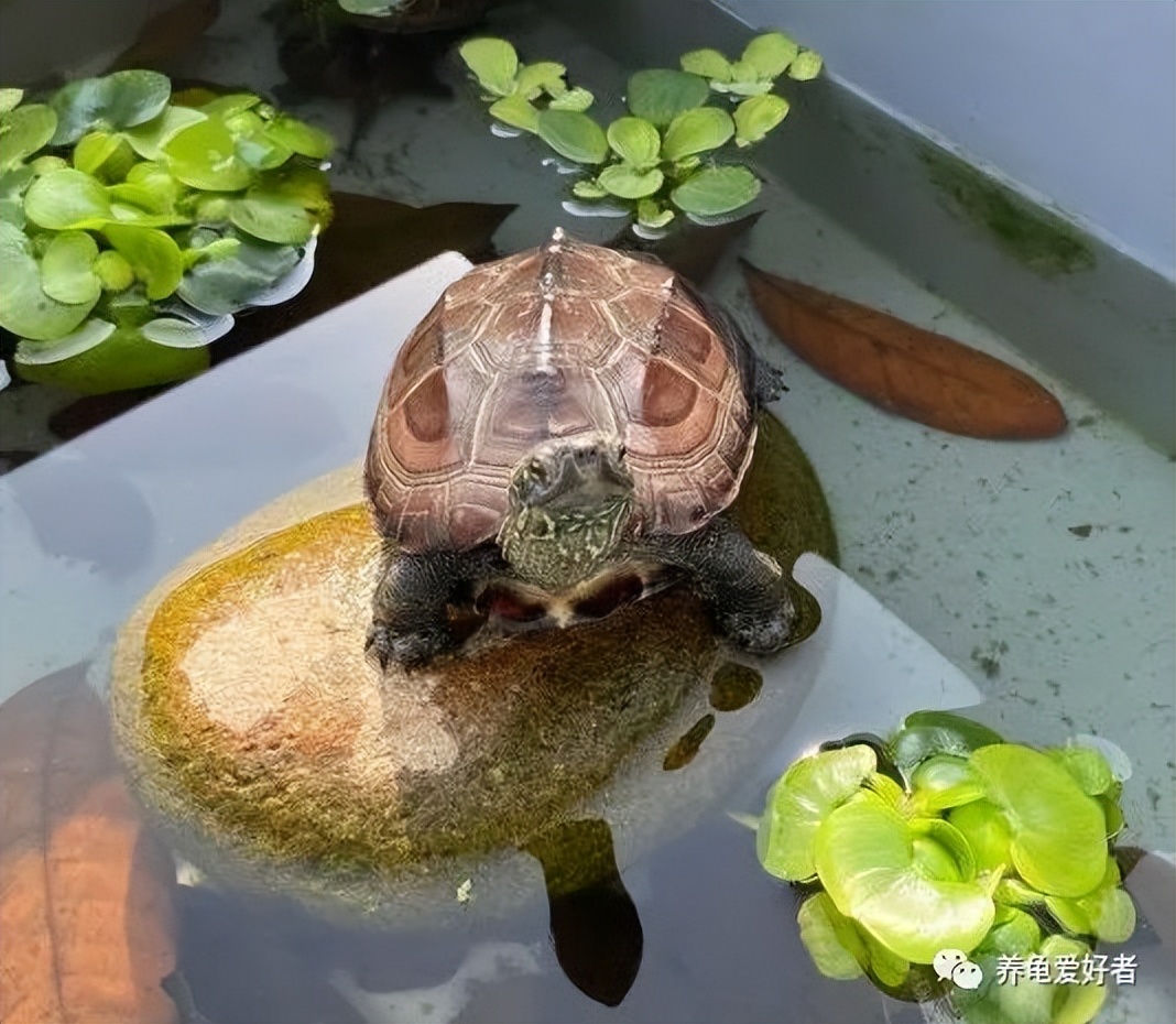 不同容器的合理养龟环境搭建方法,养龟有什么不用换水的方法