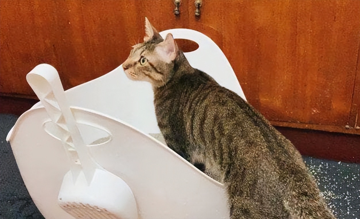 猫什么特征代表养得好,报恩猫是什么样