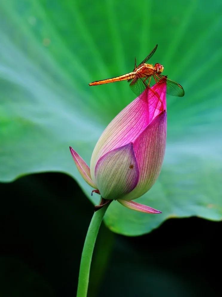 濯清涟而不妖说的是荷花还是莲花,濯清涟而不妖的荷花名句