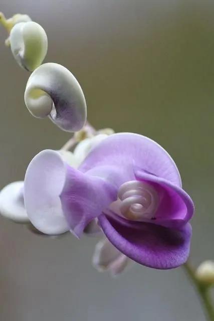 罕见漂亮的鲜花,全球最漂亮的鲜花