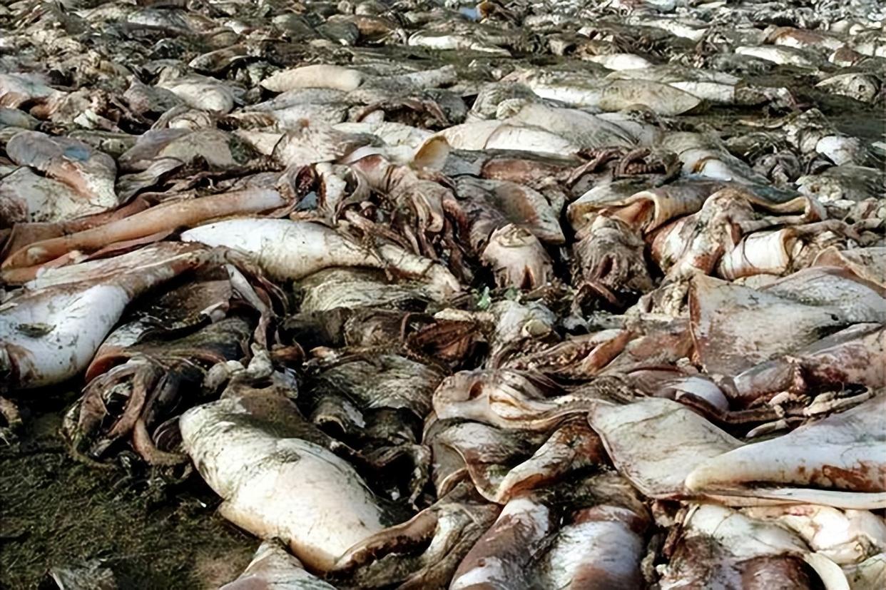 日本的海鲜还能进入中国市场吗,日本海鲜从哪里流入中国市场的