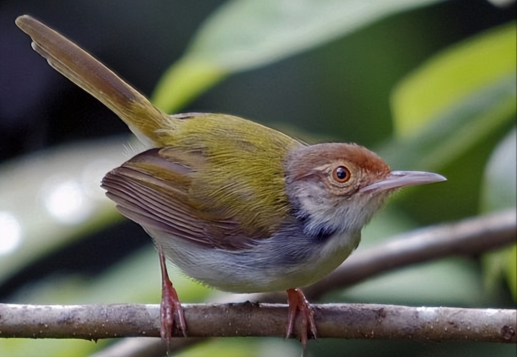 鸟儿大全高清图,高清珍稀鸟动态图片大全