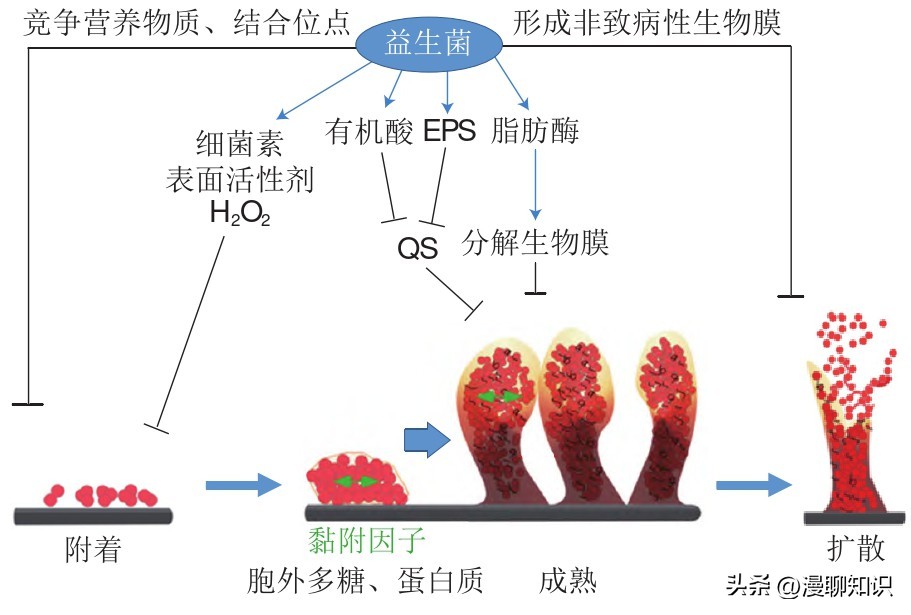 益生菌与致病菌的竞争结合位点有哪些？如何抑制它的生长？
