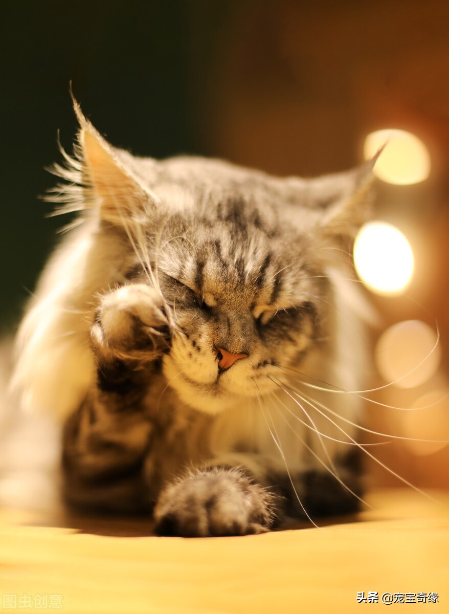 猫为什么会臭到震惊,猫怎么越养越臭