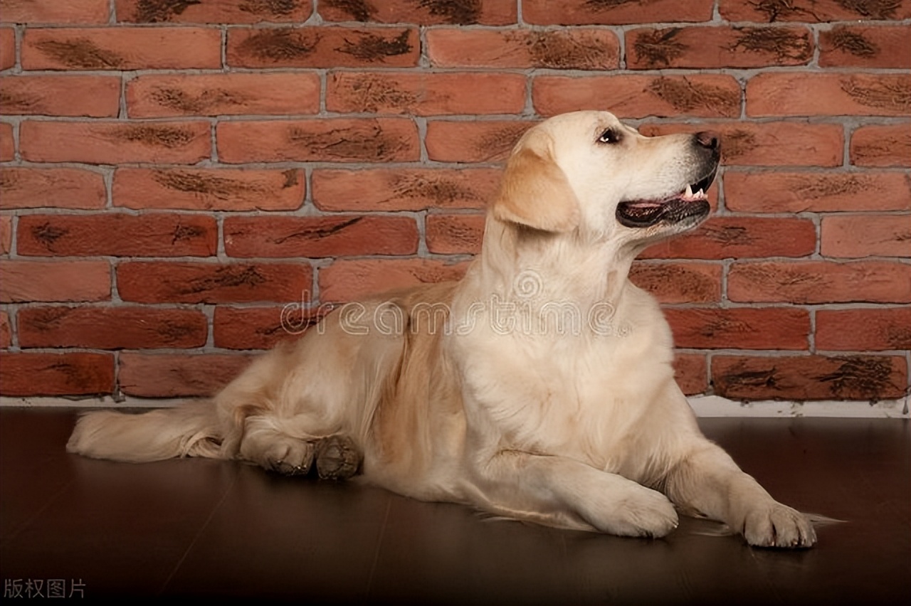 狗用爪子挠耳朵怎么回事,狗为什么用爪子挠窝还叫