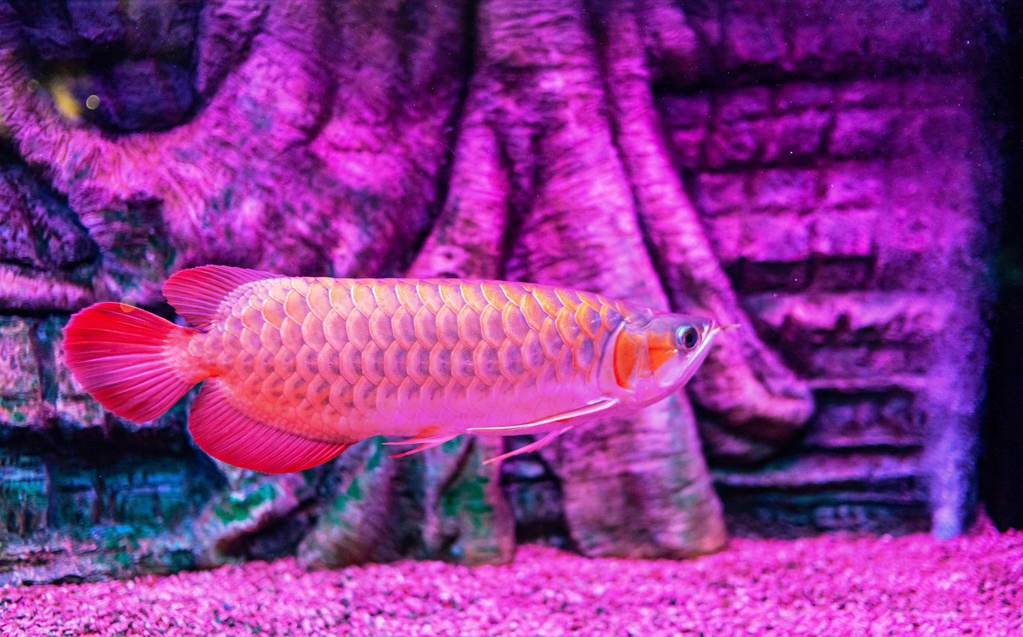 新龙鱼下缸缩鳍缩尾怎么调状态,龙鱼缩鳍是紧张还是不紧张