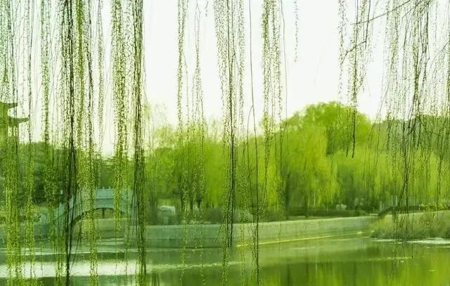 柔丝弄早春,柳枝婀娜醉春风,期盼好事要发生