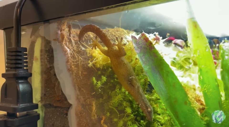 美国小哥在卧室建出一缸热带雨林，食物链环环相扣，太强了