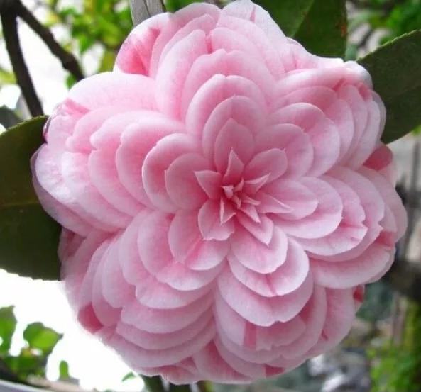 大海伦茶花是复色吗,大海伦山茶花品种介绍