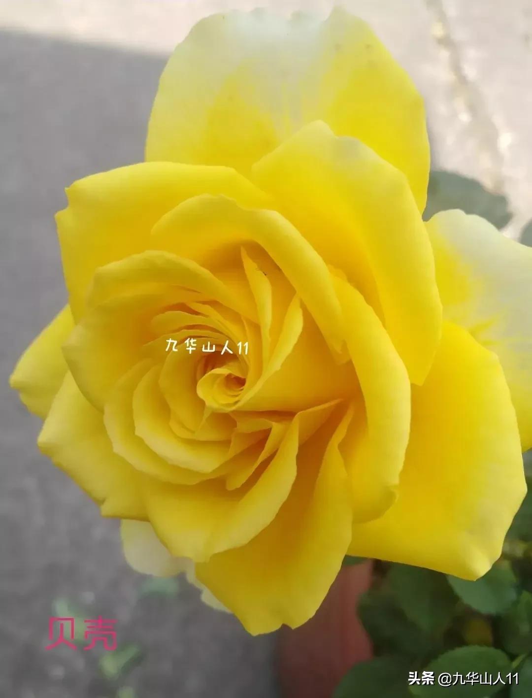 20cm大花重瓣月季品种,黄颜色大花月季是什么品种