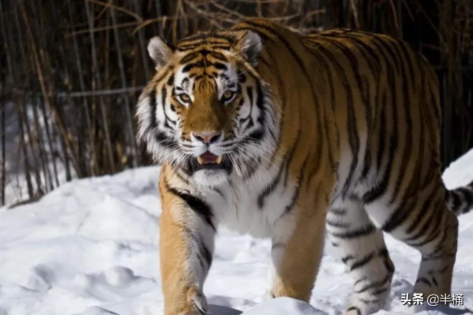 老虎在哪个地方比较有利自己,老虎的软肋是什么