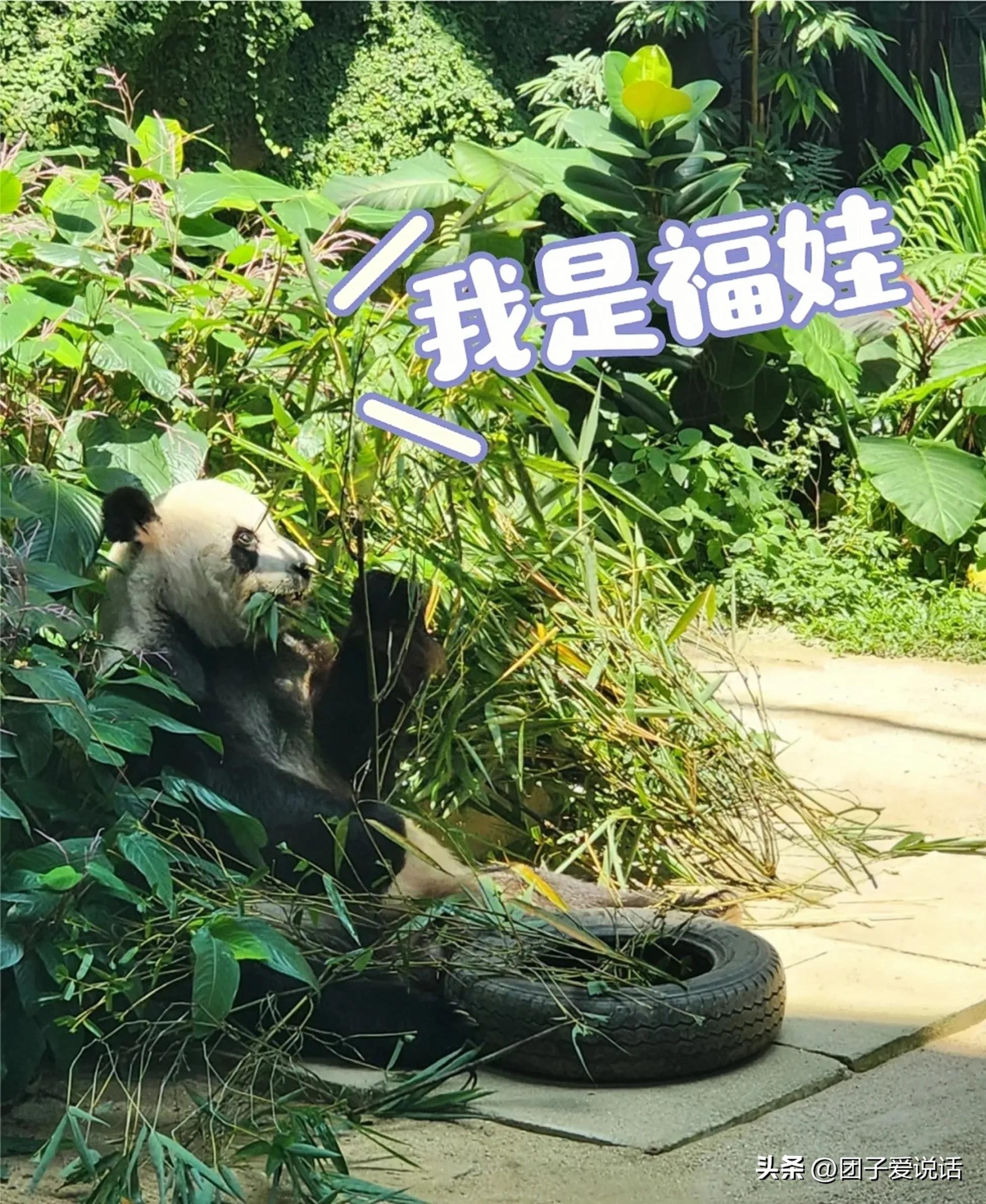 在汶川大地震救助的熊猫,经历汶川地震的熊猫